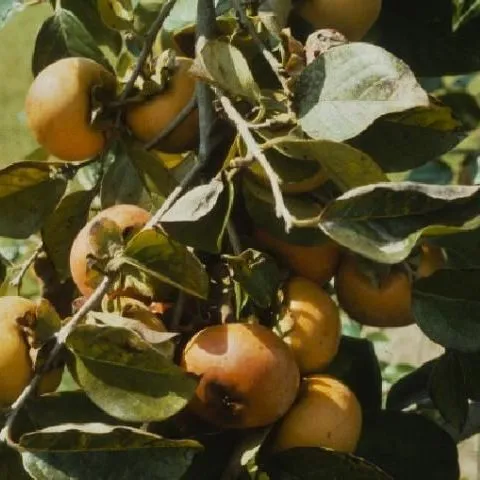 thumbnail for publication: Japanese Persimmon Cultural Practices in Florida